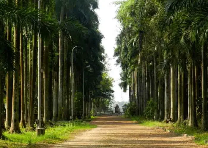 Kolkata Botanical Gardens